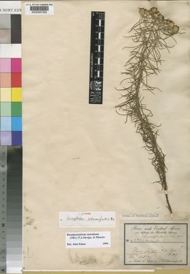 Kew Gardens K000347293:  Schweinfurth, G. [4273] Sudan