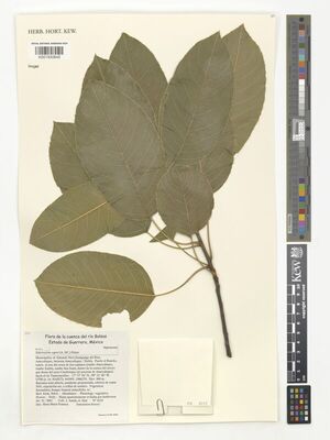 Sideroxylon capiri (A.DC.) Pittier | Plants of the World Online | Kew ...
