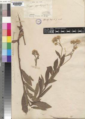 Kew Gardens K000273889:  Schimper, M.W. [12] Ethiopia