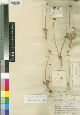 Kew Gardens K000307064:  Bolus, H. [7610] South Africa