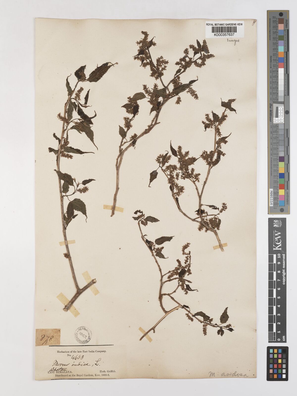 Kew Gardens K000357637:  Griffith [4653] India