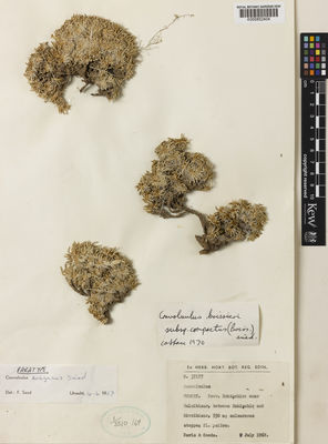 Kew Gardens K000852404:  Davis, P.H.; Coode, M.J.E. [37177] Turkey