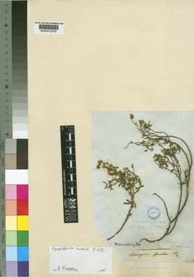 Kew Gardens K000412978:  Drege [s.n.] South Africa