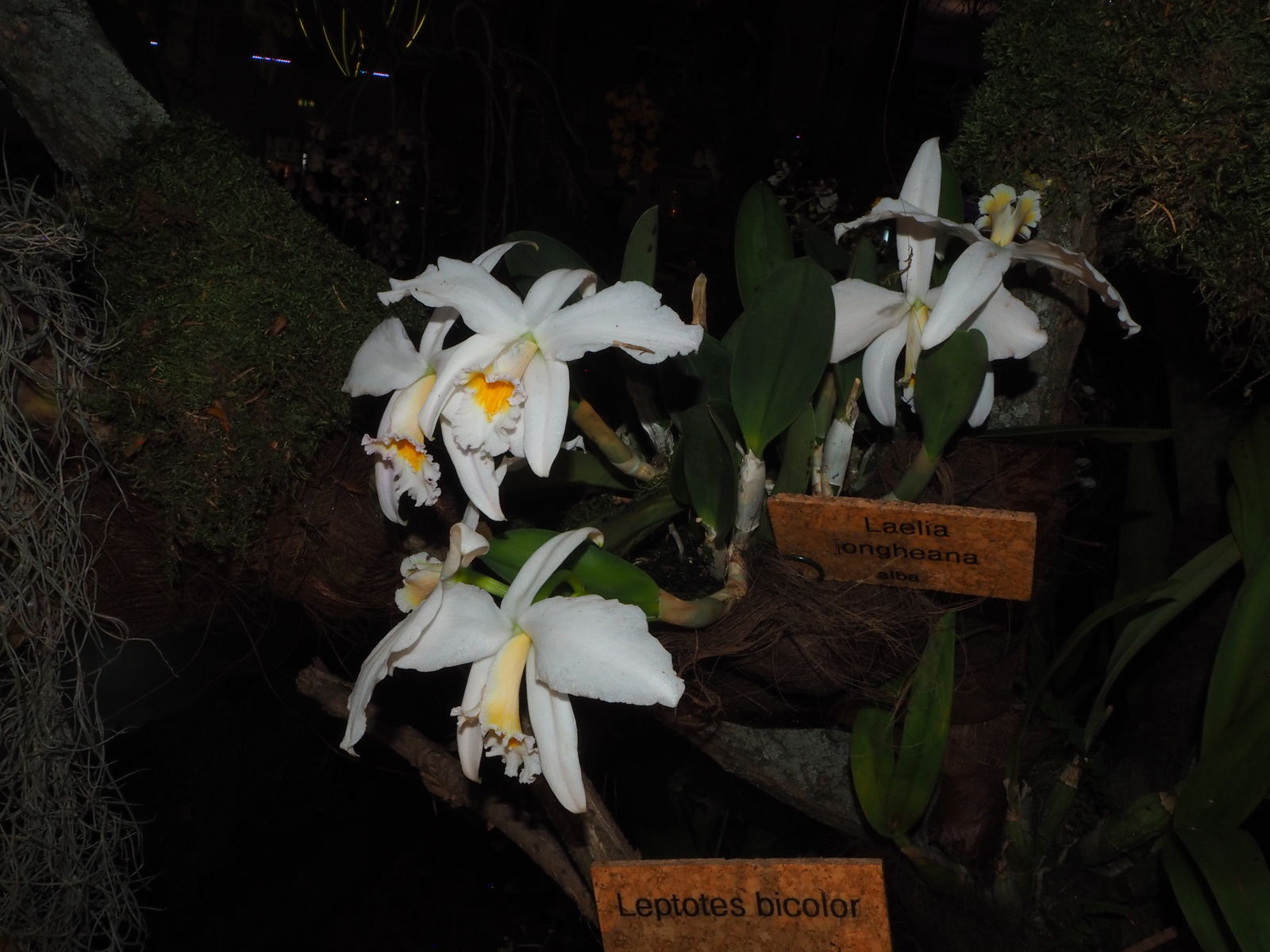 File:Cattleya jongheana 'Cotia' BM JOGA (Rchb.f.) Van den Berg,  Neodiversity 3 8 (2008) (49761098227).jpg - Wikimedia Commons