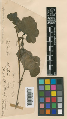 Kew Gardens K000742658:  s.coll. [s.n.]