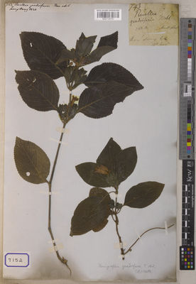 Kew Gardens K001126797:  Wallich, N. [Cat. no. 7152] Burma