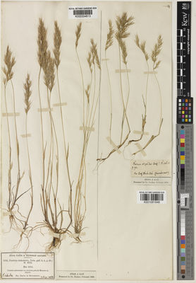 Kew Gardens K001081846:  Desfontaines, R.L. [s.n.] Algeria