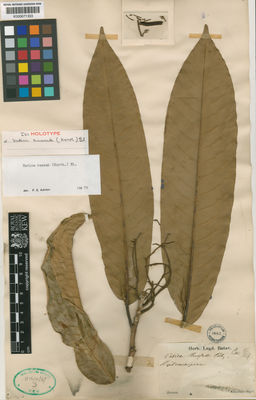 Kew Gardens K000671333:  Korthals [s.n.] Borneo