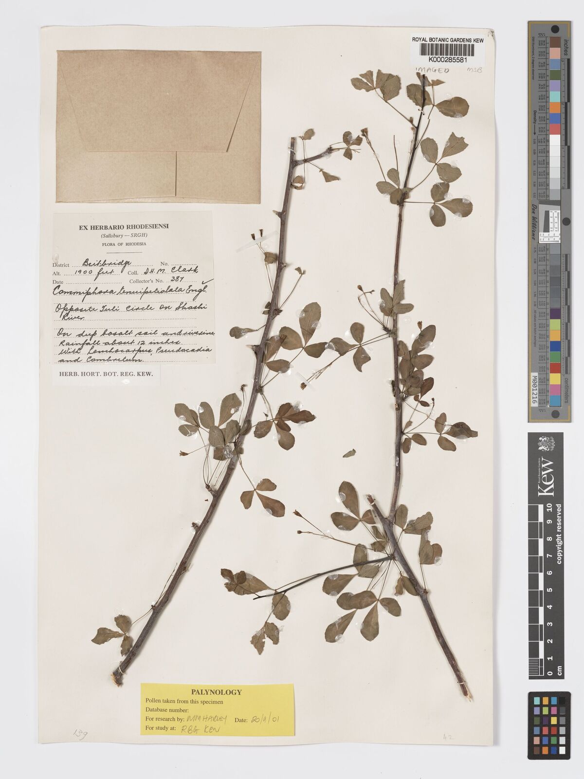 Commiphora tenuipetiolata