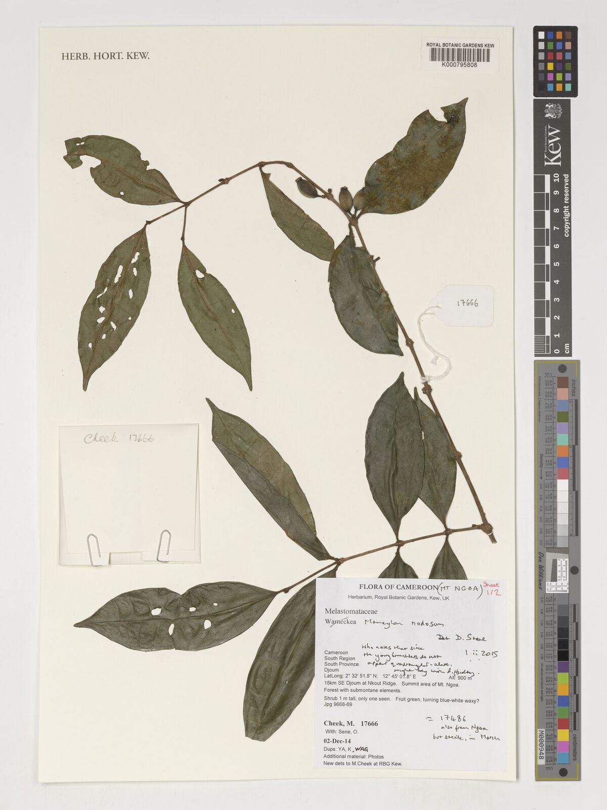 Memecylon nodosum
