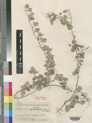 Kew Gardens K000263733:  Gillett, J.B. [4269] Somalia