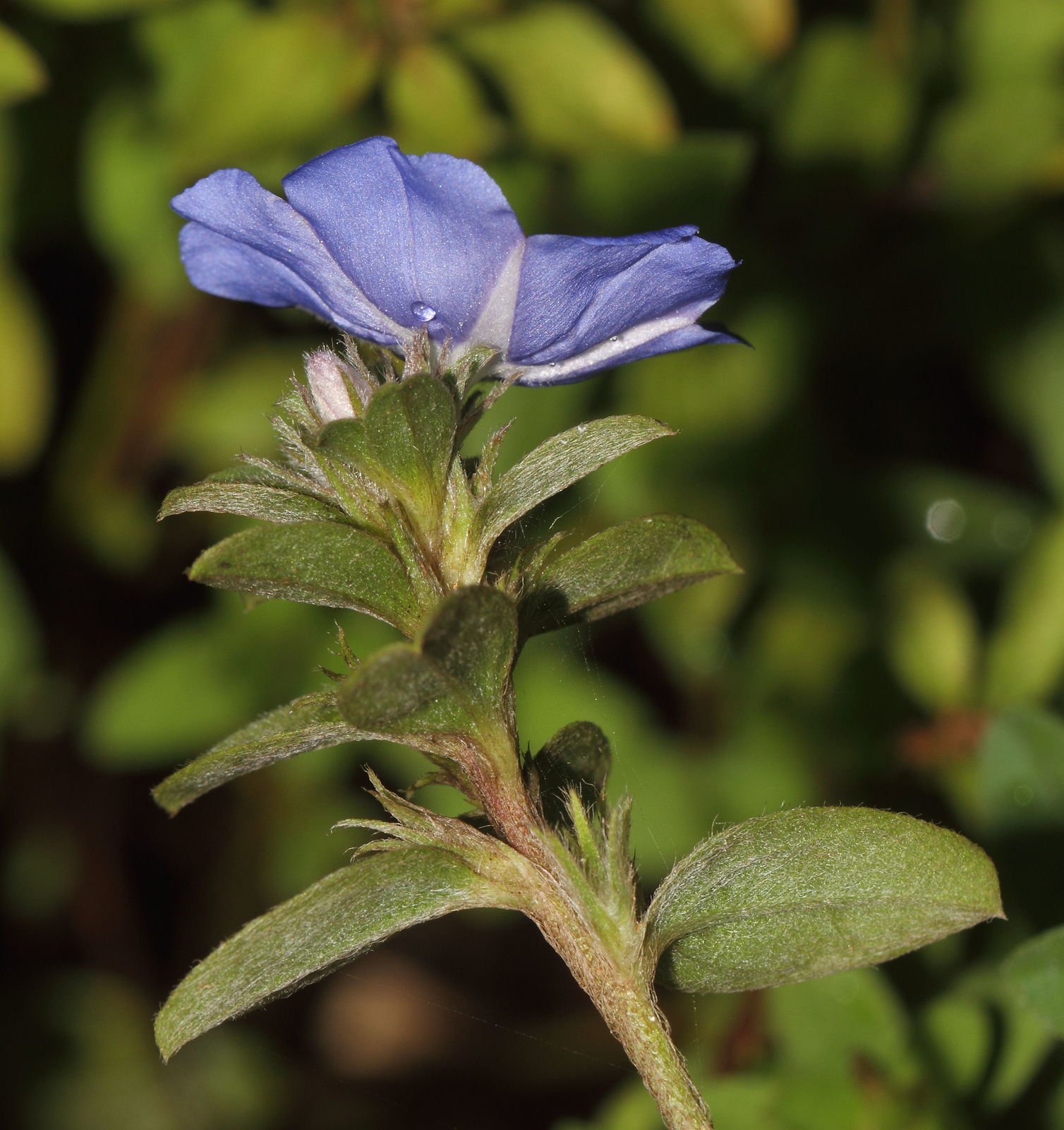 © copyright of the Board of Trustees of the Royal Botanic Gardens, Kew.