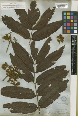 Kew Gardens K000407201:  Funck, N.; Schlim, L.J. [141] Venezuela