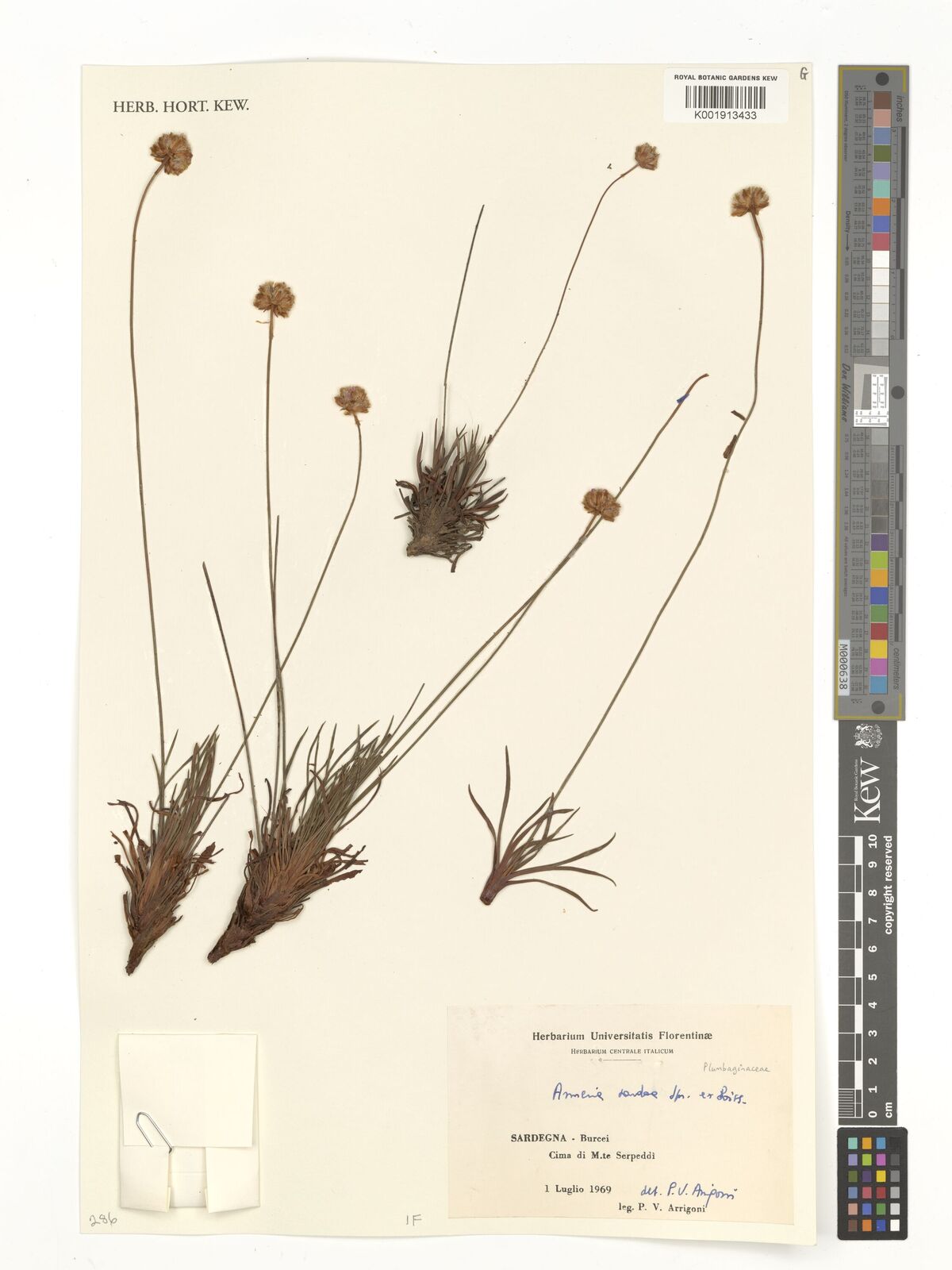 Armeria sardoa