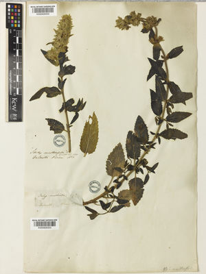 Kew Gardens K000928353:  Visiani, R. [s.n.] Croatia