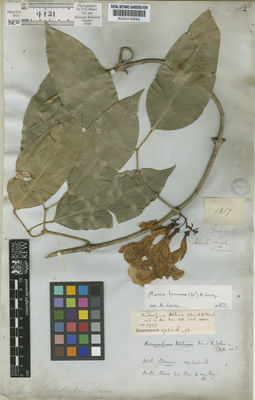 Kew Gardens K000449645:  s.coll. [1817] Brazil