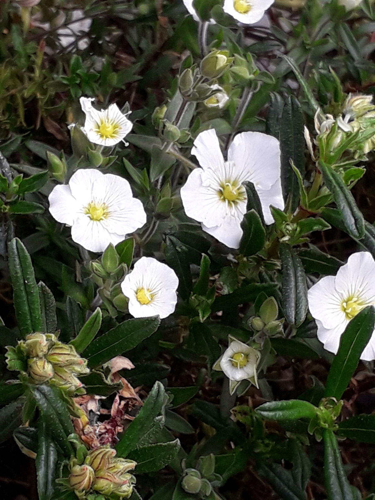 © copyright of the Board of Trustees of the Royal Botanic Gardens, Kew.