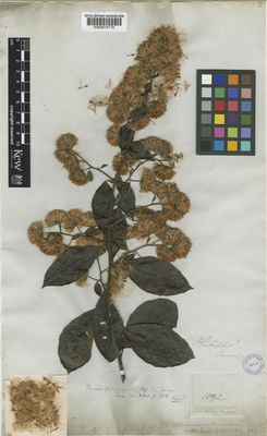 Kew Gardens K000814779:  Cuming, H. [1092] Philippines