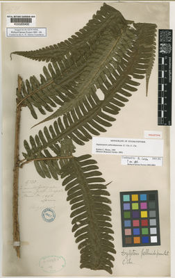 Kew Gardens K000200400:  Spruce, R. [4720] Peru