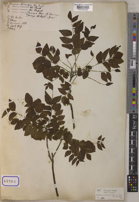 Kew Gardens K000382483:  s.coll. [Cat. no. 6370]