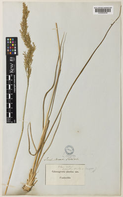 Kew Gardens K000838306:  s.coll. [s.n.] United States