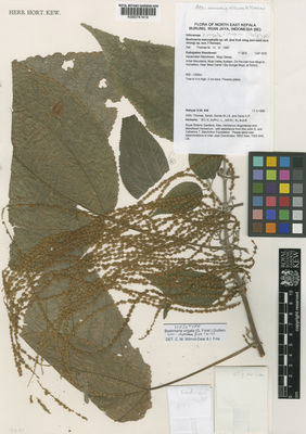 Kew Gardens K000741414:  Mahyar U.W. (et. al.) [436] Indonesia