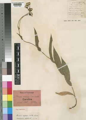 Kew Gardens K000377888:  Moss, C.E.; Rogers, F.A. [1208] South Africa