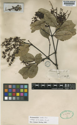 Kew Gardens K000486162:  Ruiz; Pavon [s.n.]