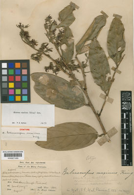 Kew Gardens K000671459:  Dr King's collector [8006] Malaysia