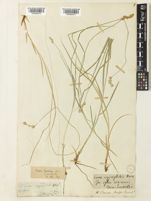 Kew Gardens K000960374:  Bornemann, J.G. [s.n.] Germany