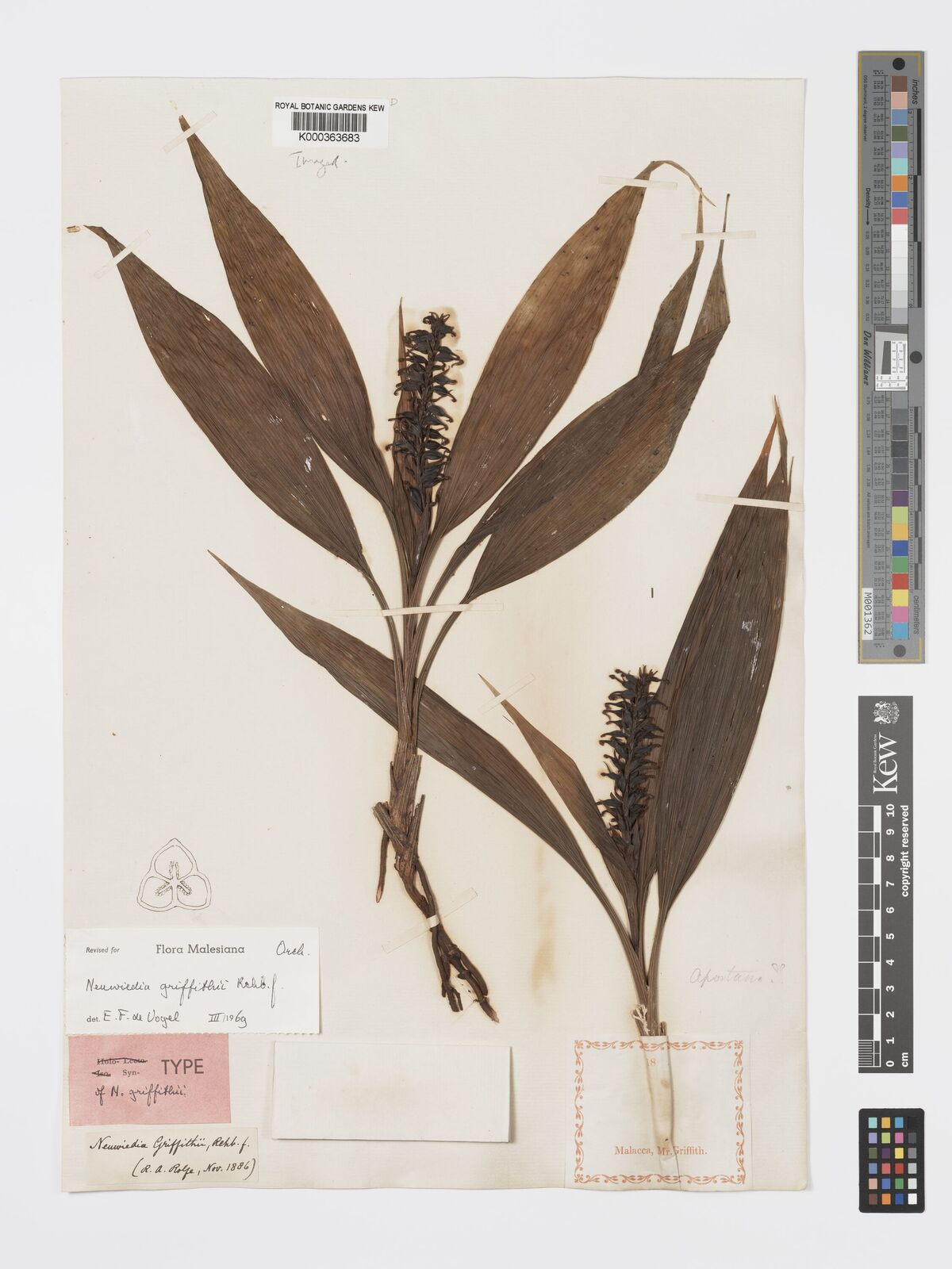 Kew Gardens K000363683:  Griffith [s.n.] Malaysia
