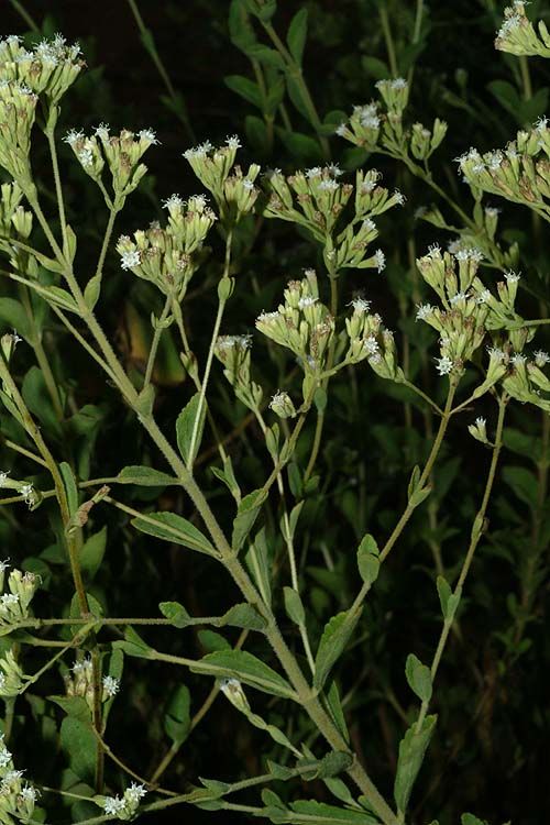 Stevia Rebaudiana (Bertoni) Bertoni | Plants Of The World Online | Kew ...