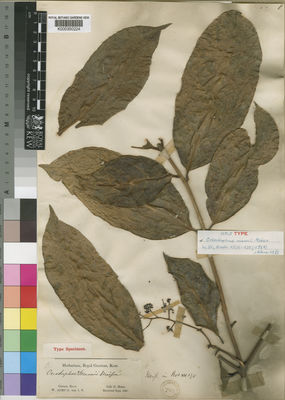 Kew Gardens K000350224:  Mann, G. [s.n.] Gabon