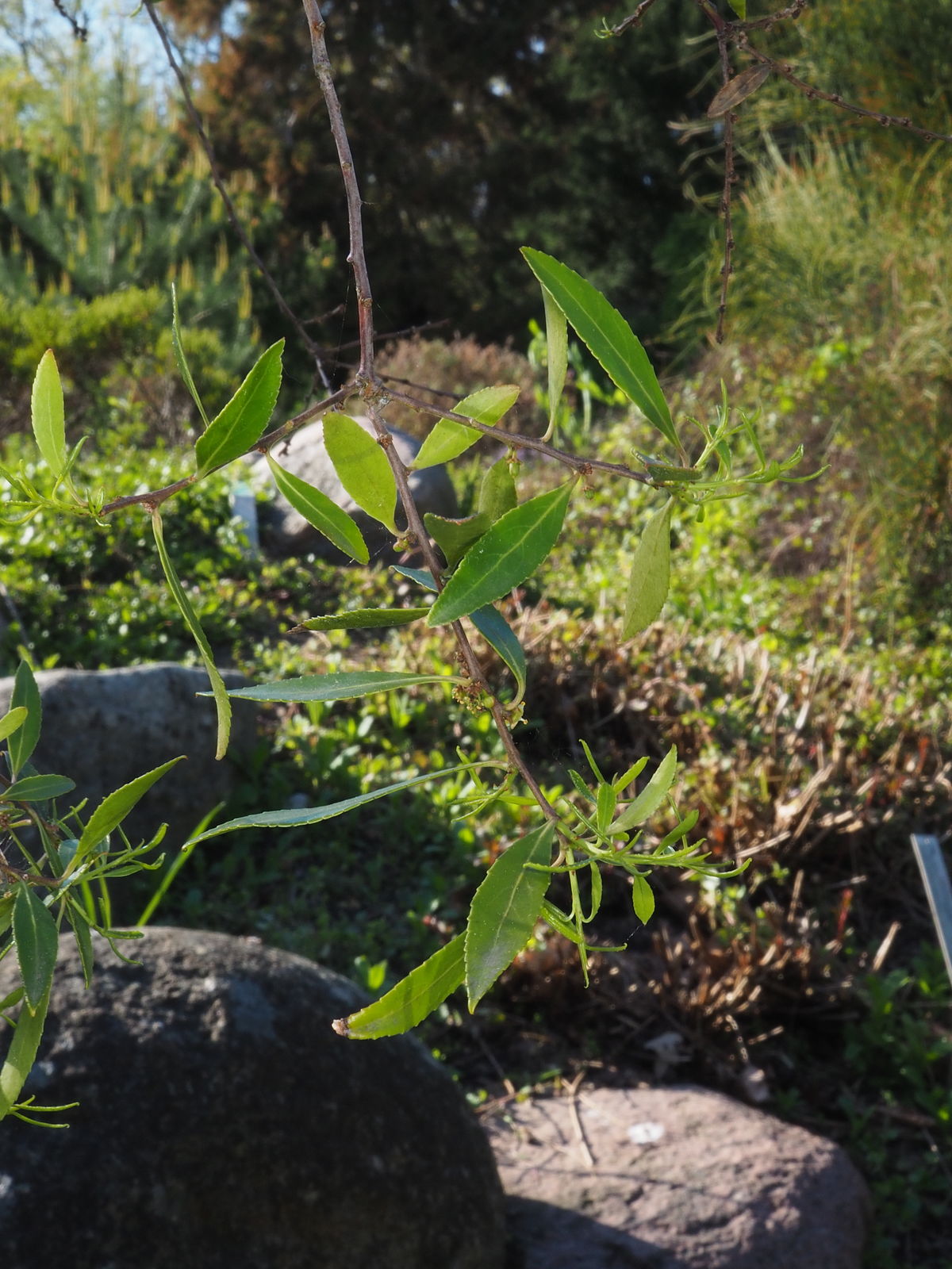 © copyright of the Board of Trustees of the Royal Botanic Gardens, Kew.