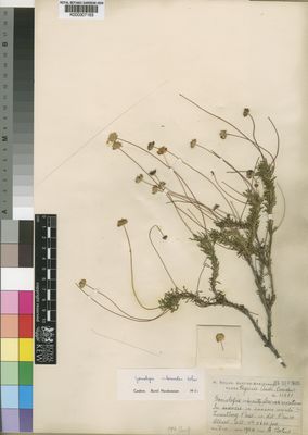 Kew Gardens K000307163:  Bolus, H. [11561] South Africa