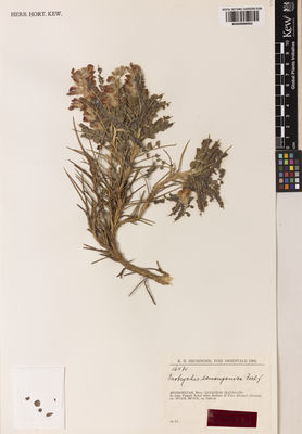 Kew Gardens K000998562:  Rechinger, K.H. [16484] Afghanistan