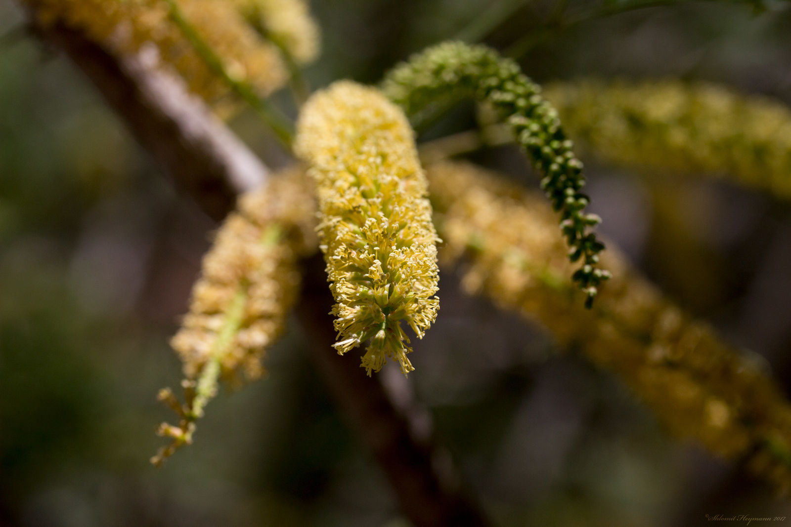 © copyright of the Board of Trustees of the Royal Botanic Gardens, Kew.