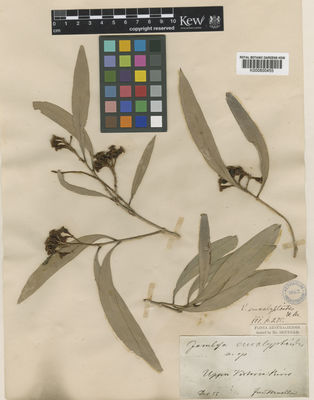 Kew Gardens K000800455:  Mueller, F.J.H.von [s.n.] Australia