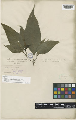 Kew Gardens K000759400:  Wallich, N. [2625] India