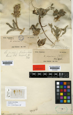 Kew Gardens K000555824:  Bunge, A., A. v. [s.n.] Iran