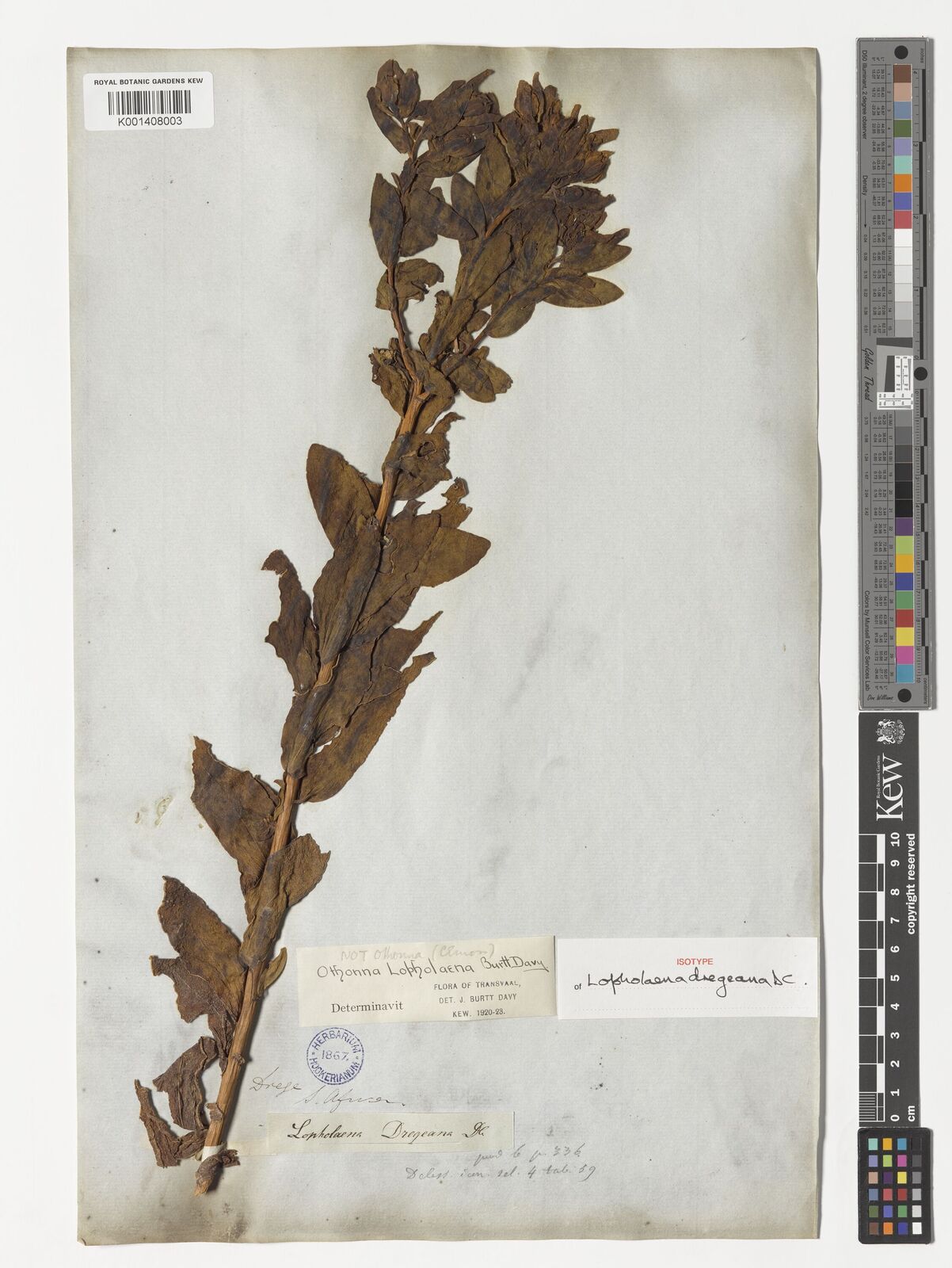 Kew Gardens K001408003:  Drege [s.n.] South Africa