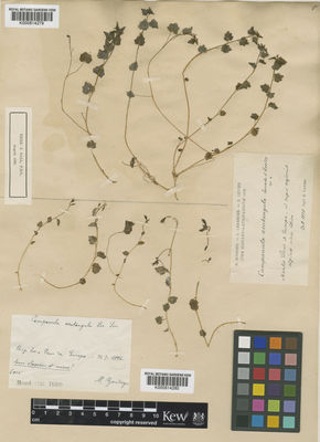 Kew Gardens K000814279:  Levier, E. [s.n.] Spain