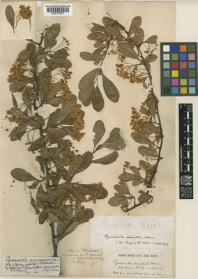 Kew Gardens K000758631:  s.coll. [5012]