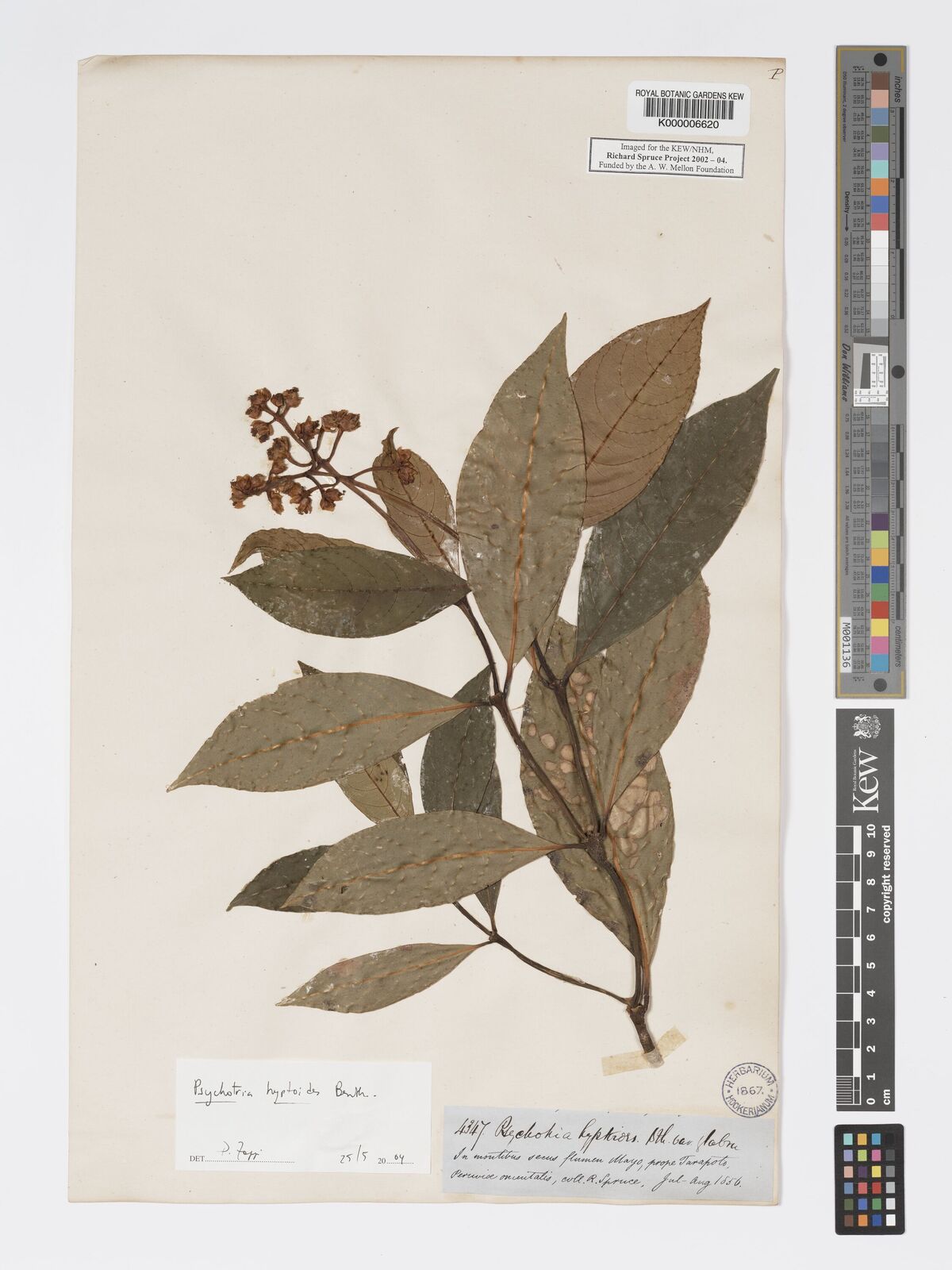 Psychotria hyptoides