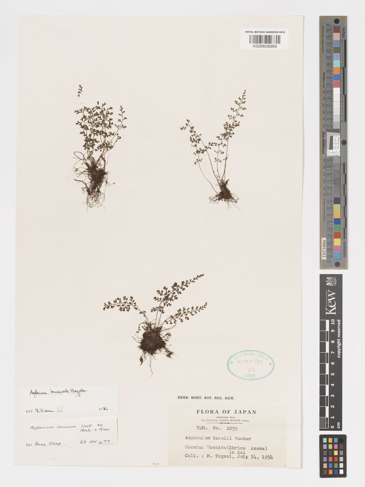 Asplenium tenuicaule