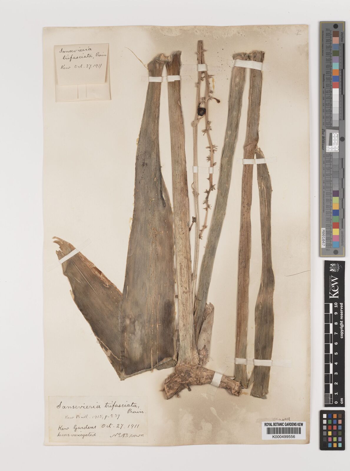 Kew Gardens K000499556:  s.coll. [s.n.]