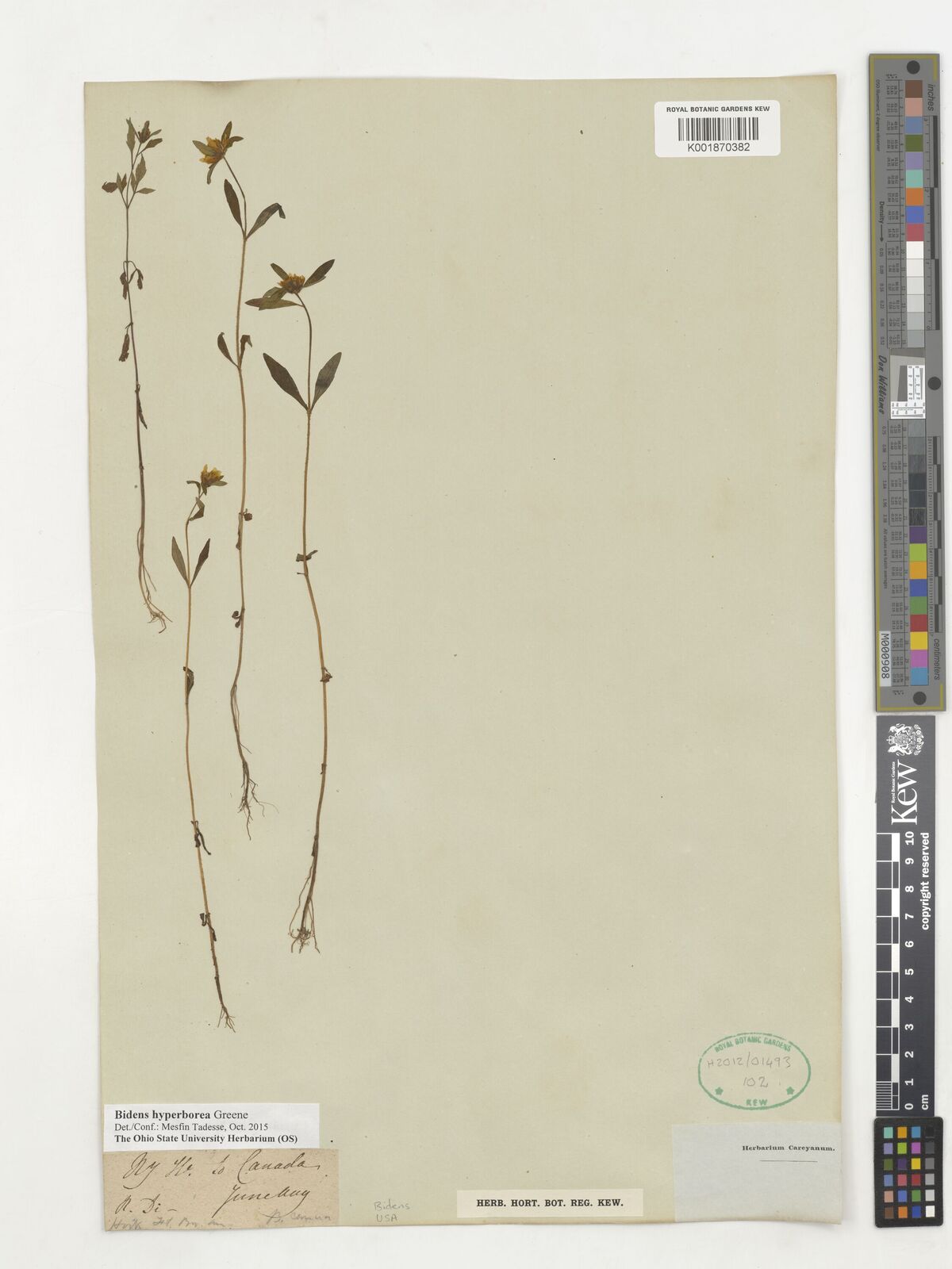 Bidens hyperborea Greene | Plants of the World Online | Kew Science