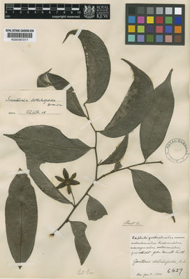 Kew Gardens K000487217:  [Donnell Smith, J.] [6429] Costa Rica