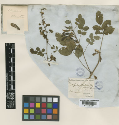 Kew Gardens K000082064:  Coulter [s.n.] Mexico