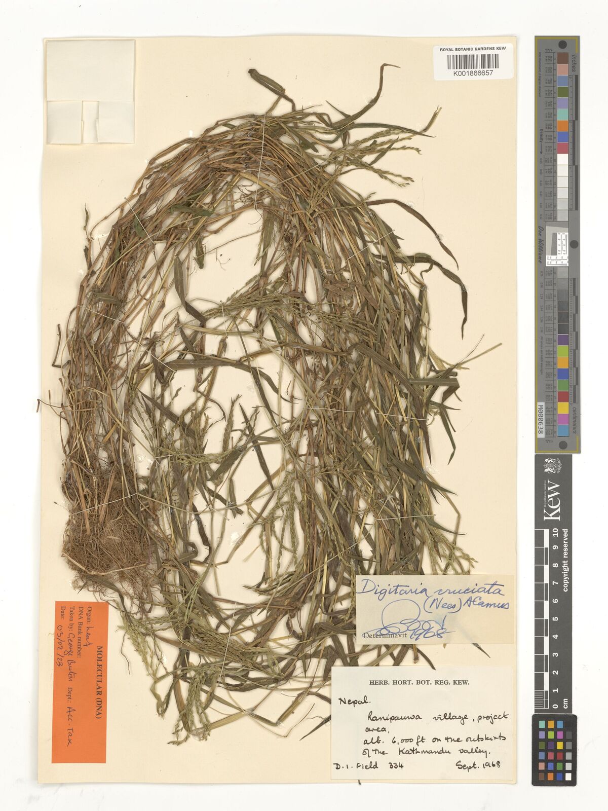 Digitaria cruciata